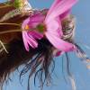 Florie-Anne